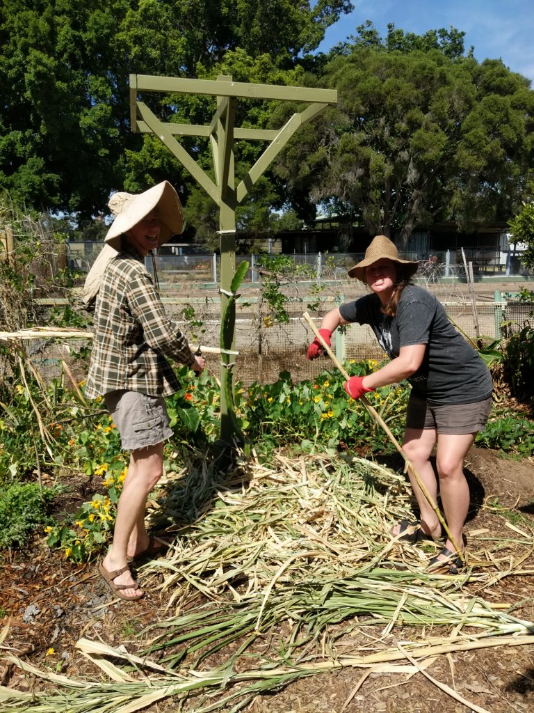 Two women cutting bana grass to mulch a dragon fruit tree attached to a stand. 